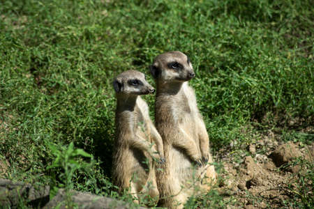 Portrait of two meerkats standing on the landの写真素材
