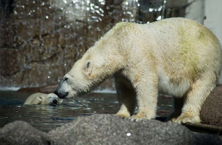 Portrait of polar bear in border water in a zoologic parkの写真素材