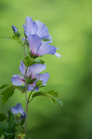 Closeup of purple hibiscus flowers in a public gardenの写真素材