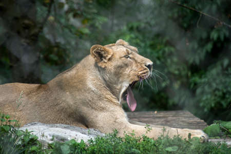 Portrait of wild tired female lion lying in a zoologic park