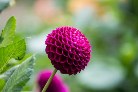 Closeup of pink dalhia in a public garden on green background