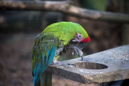 Portrait of colorful parrot in a zoologic park