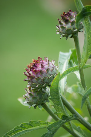 Closeup of wild artichokes in a public gardenの写真素材