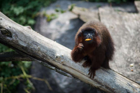 Portrait of little monkey eating fruits standing on tree branchの写真素材