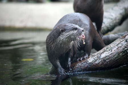 ortrait of wild otter eating in a zoologic parkの写真素材