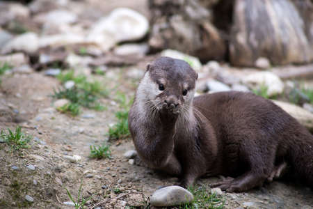 portrait of wild otter in a zoologic parkの写真素材