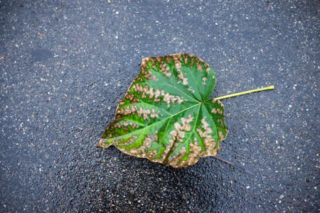 Closeup of autumnal leaf on the road