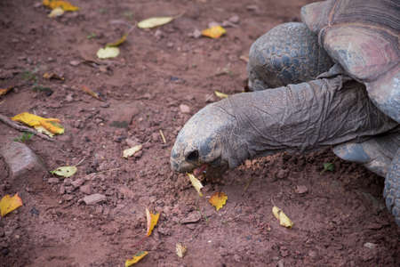 portrait of land turtle in a zoological parkの写真素材