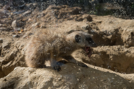 Portrait of baby meerkat standing on the land at the zoologic parkの写真素材