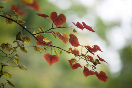 Closeup of autumnal leaves in shaped hearts on tree branch in a public garden