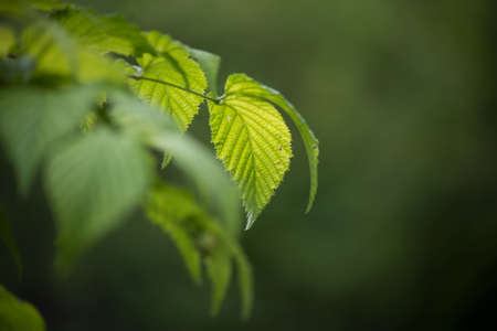 Closeup of ray of light on tree leaves on blurred background
