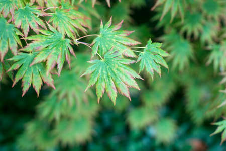 closeup of japanese maple leaves in a japanese gardenの写真素材