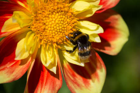 Closeup of bee male on colorful dalhia flowers in a public gardenの写真素材