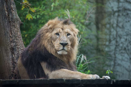 Portrait of male lion lying in a zoologic parkの写真素材