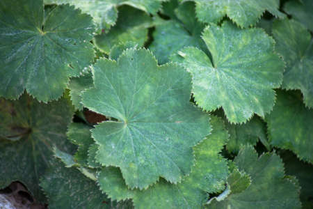 Closeup of alchemical mollis leaves in a public garden