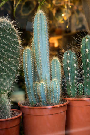 Closeup of cactus in a florist store showroomの写真素材
