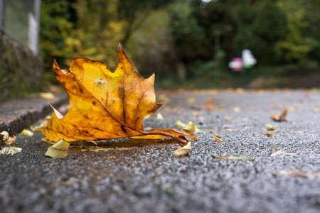 Closeup of autumnal maple leaf fallen on the roadの写真素材