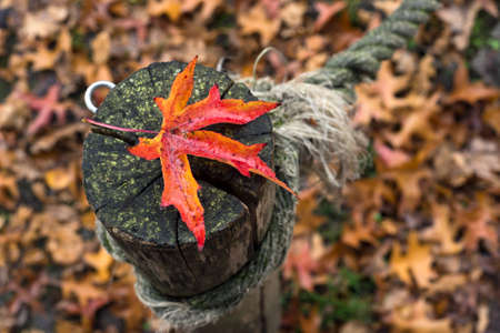 Closeup of red maple leaf on a wooden fence in a public garden