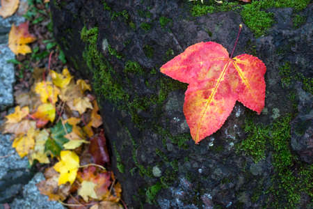 Closeup of autumnal maple leaf on rock in a public garden