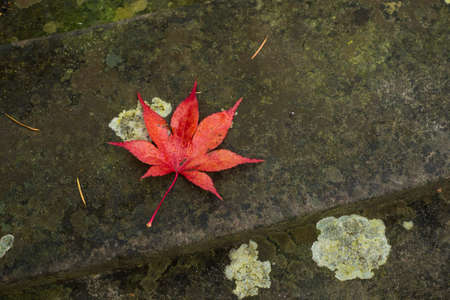 Closeup of autumnal maple leaf on the roadの写真素材