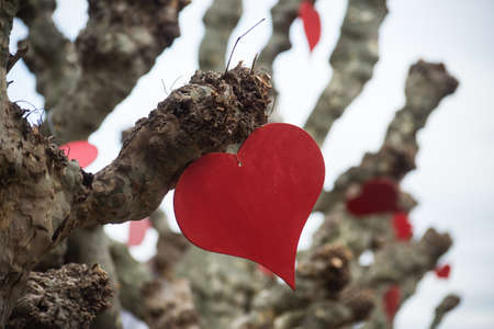 Closeup of red wooden hearts on tree branch in the streetの写真素材