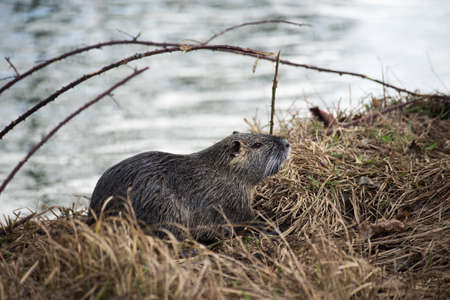 Portrait of nutria standing in border waterの写真素材