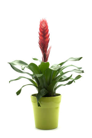 Closeup of bromelia plant in a green pot on white backgroundの写真素材