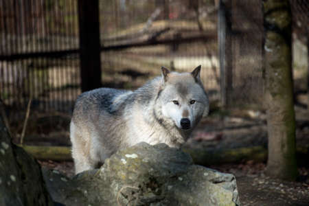 Portrait of wolf standing in a zoologic park