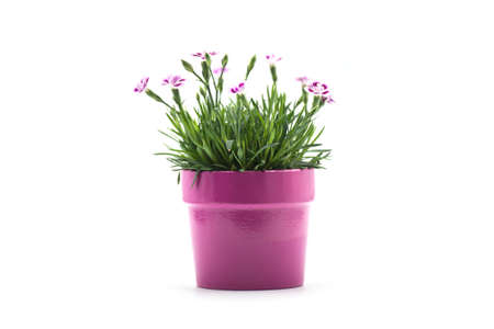 Closeup of purpe carnation flowers in a pink pot on white backgroundの写真素材