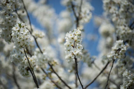 closeup of cherry blossom branch on blue sky background