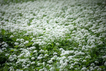 view of wild garlic blossom in a forest