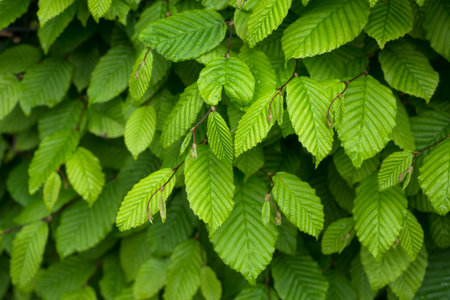 closeup of hornbeam leaves in hedge at springの写真素材