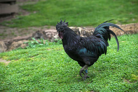 Portrait of black cock walking in a farmの写真素材