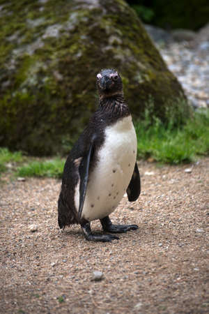 Portrait of wild penguin from south africa standing on the beachの写真素材