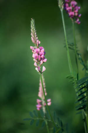 Closeup of wild pink hortus focus flowers  in a meadowの写真素材