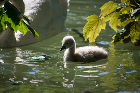 Closeup of baby swan with his mother swimming in the waterの写真素材