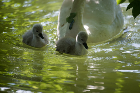 Closeup of babies swan with mother in the waterの写真素材