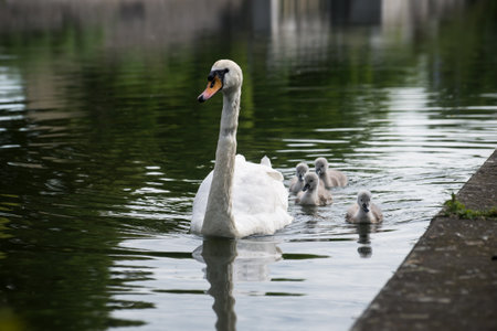 View of family swan with mother swimming in the waterの写真素材