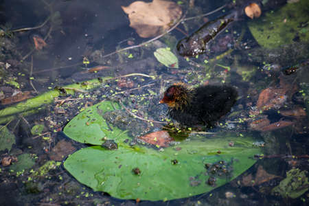 Portrait of baby moorhen in the waterの写真素材