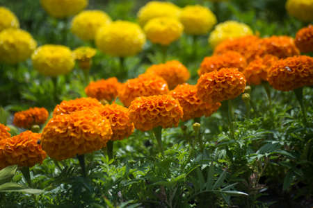 Closeup of yellow and orange color marigolds flowers in a public gardenの写真素材