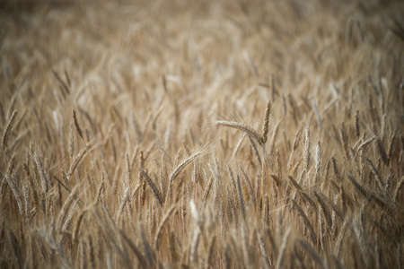 closeup of wheat field backgroundの写真素材