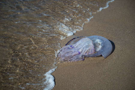 Closeup of wild jellyfish on the beachの写真素材