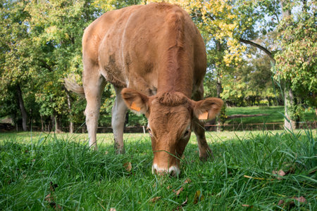 Portrait of brow cow grazing in a meadowの写真素材