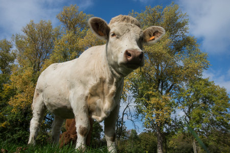 Portrait of white cow standing in a meadow looking camera on blue sky backgroundの写真素材