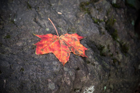Closeup of red autumnal maple leaf fallen in a public gardenの写真素材