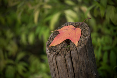 Closeup of red maple leaf on a wooden fence in a public gardenの写真素材