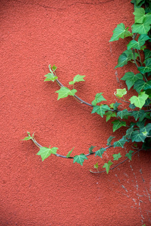 Closeup of ivy leaves on red wall backgroundの写真素材