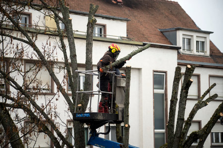 Mulhouse - France - 23 January 2023 - Portrait of workers cutting tree trunk in the streetのeditorial素材