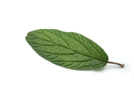 Closeup of viburnum pragense leaf on white background