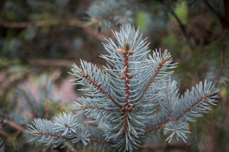 Closeup of gray pine branch in a public garden